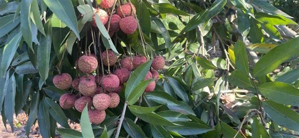 CHUNG TAY HỖ TRỢ TIÊU THỤ VẢI CHO BÀ CON NÔNG DÂN XÃ THANH HÀ - THÀNH PHỐ HẢI PHÒNG