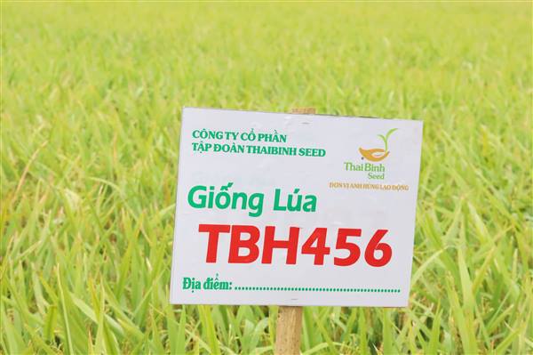 Tại xã Kiến Hưng, vụ Đông Xuân 2025–2026 xã triển khai mô hình khảo nghiệm giống lúa lai TBH456 bước đầu cho thấy hiệu quả rõ nét.