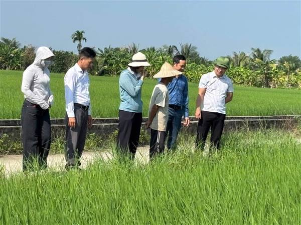 Thường trực HĐND xã về thành lập Đoàn khảo sát diện tích gieo cấy và chăm sóc lúa vụ Mùa năm 2026