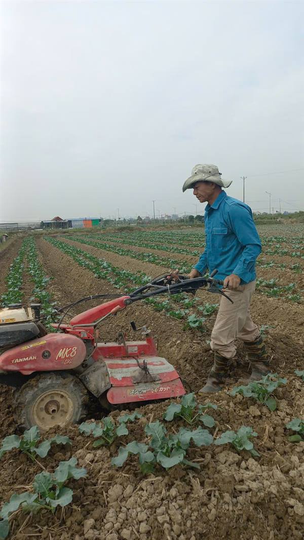 NÔNG DÂN XÃ KIẾN THỤY TÍCH CỰC TRỒNG VÀ CHĂM SÓC CÂY VỤ ĐÔNG