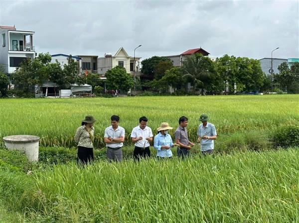 XÃ KIẾN THỤY ĐÁNH GIÁ KẾT QUẢ SẢN XUẤT VỤ LÚA XUÂN NĂM 2026