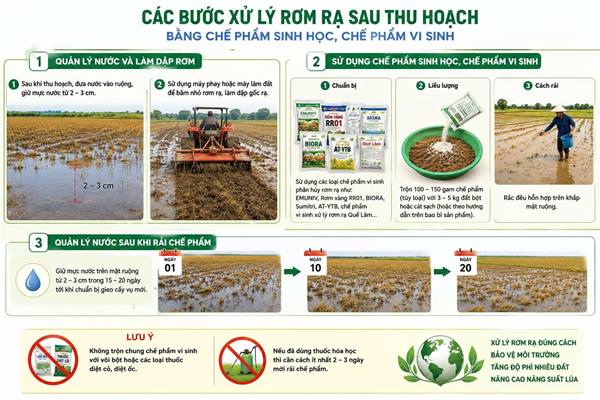 Kiến Thụy hướng dẫn xử lý rơm rạ sau thu hoạch vụ Xuân 2026, chuẩn bị sản xuất vụ Mùa