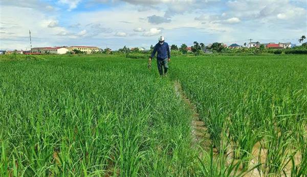 Xã Kiến Thụy kiểm tra tình hình phát sinh sâu cuốn lá nhỏ lứa 5 và các sinh vật gây hại trên các trà lúa 

