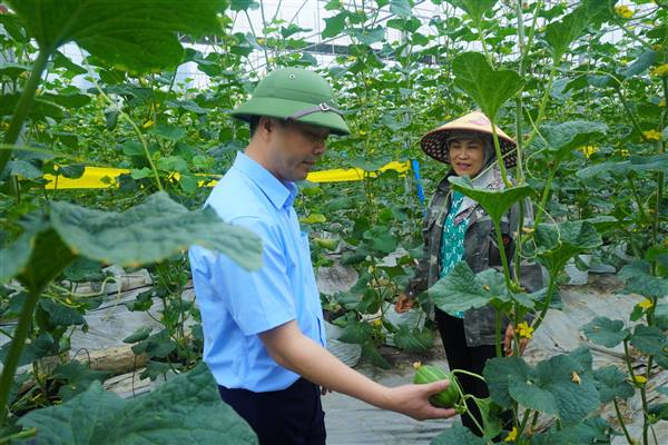 Kim Thành: Đồng chí Bí thư Đảng ủy xã thăm một số mô hình nông nghiệp tiêu biểu tại địa phương