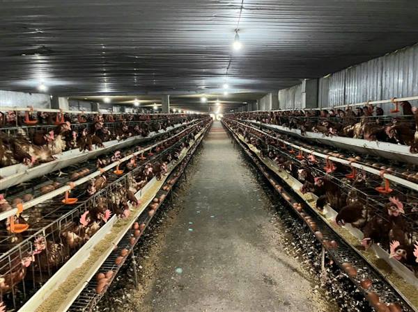 TẬP TRUNG THỰC HIỆN CÔNG TÁC PHÒNG, CHỐNG BỆNH DỊCH BỆNH GIA SÚC, GIA CẦM VÀ CHẤM DỨT CHĂN NUÔI TRONG KHU DÂN CƯ TRÊN ĐỊA BÀN PHƯỜNG