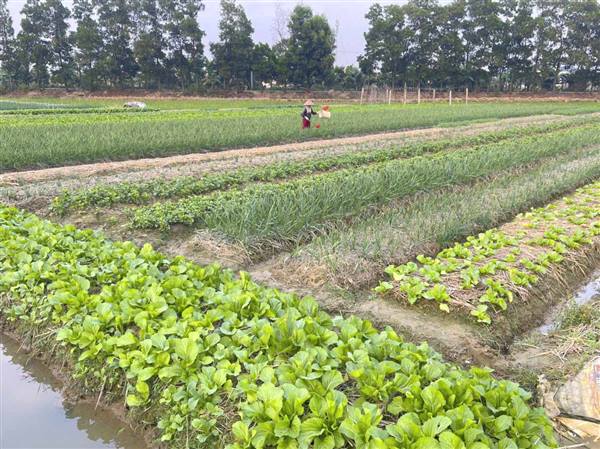 THÔNG BÁO TÌNH HÌNH SINH VẬT GÂY HẠI CÂY TRỒNG VỤ ĐÔNG VÀ DỰ BÁO THỜI GIAN TỚI.