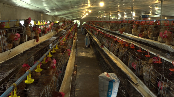 Phòng chống rét và dịch bệnh cho đàn gia súc, gia cầm, thủy sản.