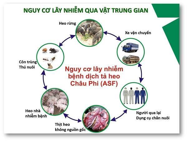 Những Điều cần biết về Dịch tả lợn Châu phi