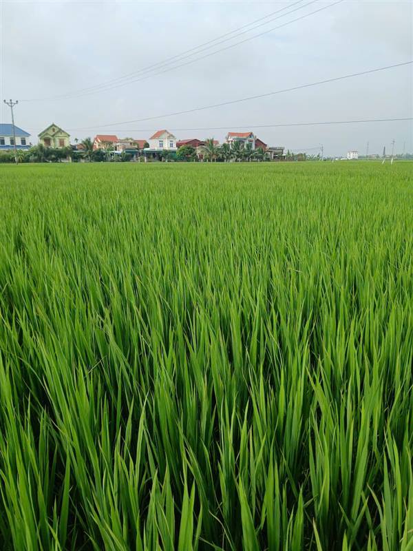 Hướng dẫn Về việc phun phòng sâu cuốn lá nhỏ và một số sinh vật gây hại trên trà lúa mùa trung.