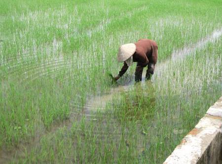 Hướng dẫn một số biện pháp kỹ thuật khắc phục sau mưa bão đối với lúa gieo thẳng