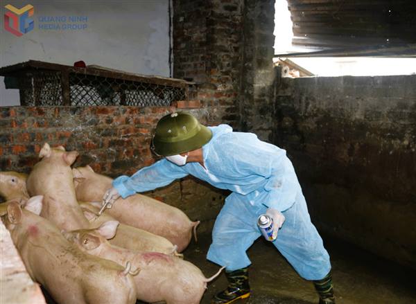 UBND xã quán triệt thực hiện nghiêm công tác phòng chống bệnh dịch tả lợn Châu Phi
