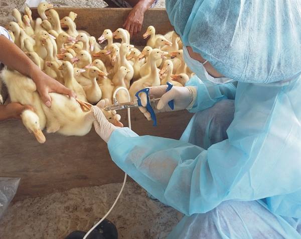 Rà soát, đăng ký số lượng vắc xin tiêm phòng bệnh dại cho đàn vật nuôi xong trước ngày 16/8/2025
