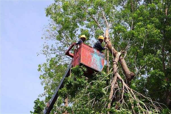 Thực hiện cắt tỉa, giằng chống cây xanh phòng chống bão số 9