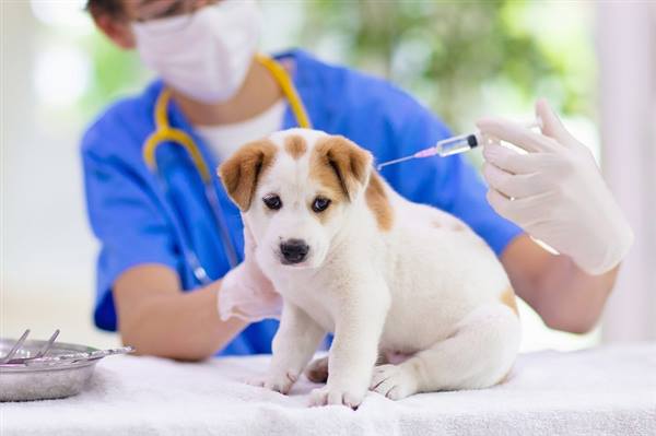 PHƯỜNG LÊ CHÂN TỔ CHỨC TIÊM VẮC XIN PHÒNG BỆNH DẠI CHO CHÓ, MÈO ĐỢT 3 – CHỦ NHẬT NGÀY 07/6/2026