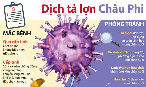Hải Phòng ra Công điện khẩn tăng cường phòng, chống dịch tả lợn Châu Phi