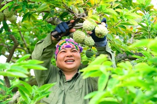 SẢN PHẨM THƯƠNG HIỆU XUẤT PHÁT TỪ VIỆC MẠNH DẠN CHUYỂN ĐỔI CƠ CẤU CÂY TRỒNG CỦA NÔNG DÂN PHƯỜNG LƯU KIẾM