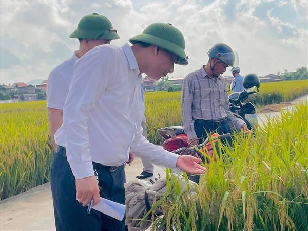 UBND xã Nam An Phụ  tổ chức Hội nghị thăm đồng, đánh giá năng suất, sản lượng lúa vụ mùa năm 2025