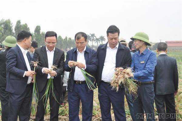 Đồng chí Lê Ngọc Châu - Uỷ viên Trung ương Đảng, Phó Bí thư thành ủy, Chủ tịch UBND thành phố về thăm, động viên nhân dân xã Nam An Phụ thu hoạch cây màu vụ Đông năm 2026