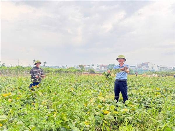 THĂM QUAN MÔ HÌNH TRỒNG ĐẬU TƯƠNG RAU – CƠ HỘI LÀM GIÀU CHO NHÀ NÔNG