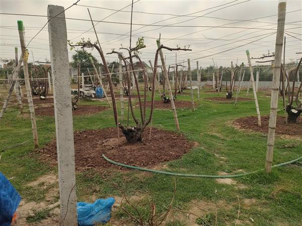 KHẢO SÁT, LỰA CHỌN ĐIỂM TRIỂN KHAI MÔ HÌNH NUÔI ONG MẬT VIETGAP GẮN VỚI LIÊN KẾT TIÊU THỤ SẢN PHẨM NĂM 2026 