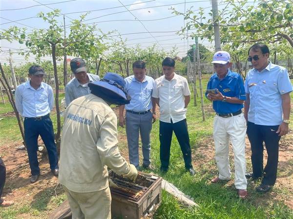  NAM ĐỒ SƠN LAN TỎA MÔ HÌNH TRỒNG TÁO HIỆU QUẢ