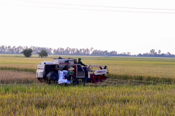 Trên 30% diện tích lúa mùa đã được thu hoạch