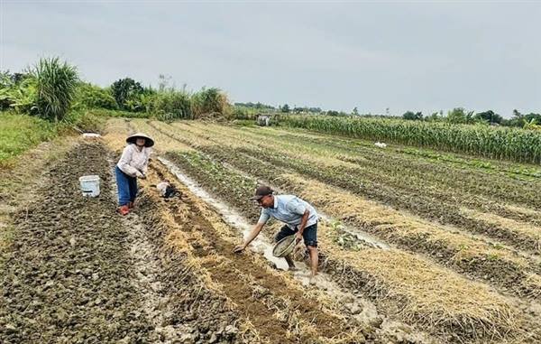 Xã Nam Sách đẩy nhanh tiến độ gieo trồng vụ đông 2025–2026