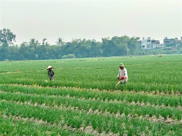 Thôn Nguyễn Văn Trỗi tập trung chăm sóc hành vụ Đông cho năng suất cao