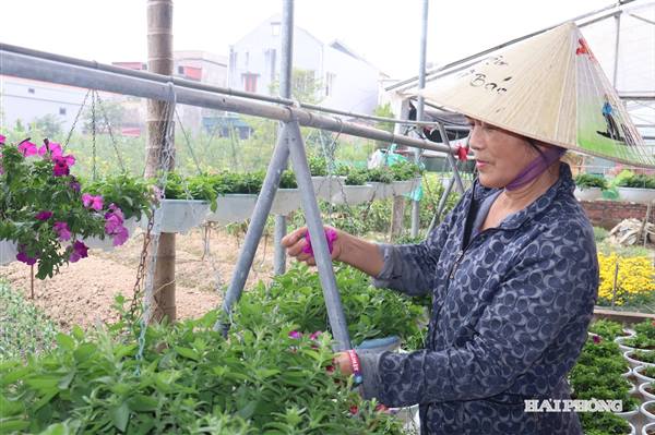 Làng hoa Phù Liễn tất bật vào vụ Tết