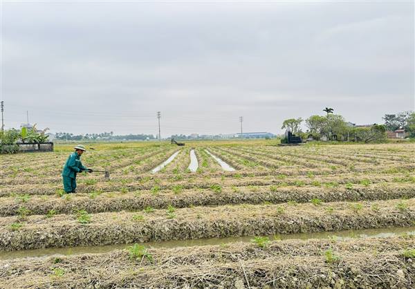 Hướng dẫn kỹ thuật chăm sóc cây khoai tây vụ đông