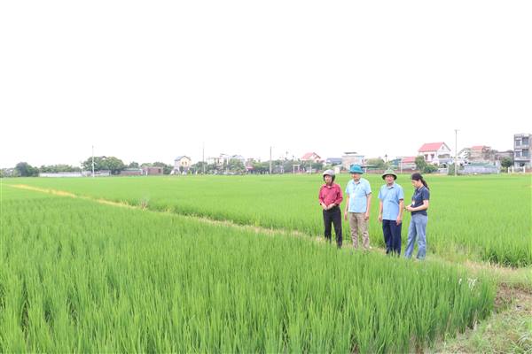 Mưa lớn gây ngập tại một số diện tích lúa trên địa bàn xã Nam Sách