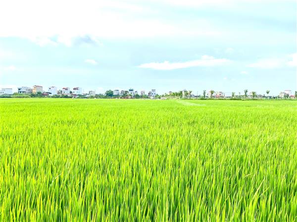 Đánh giá mô hình khảo nghiệm giống lúa Bắc thơm số 07- KBL được trồng khảo nghiệm tại thôn Đoàn kết