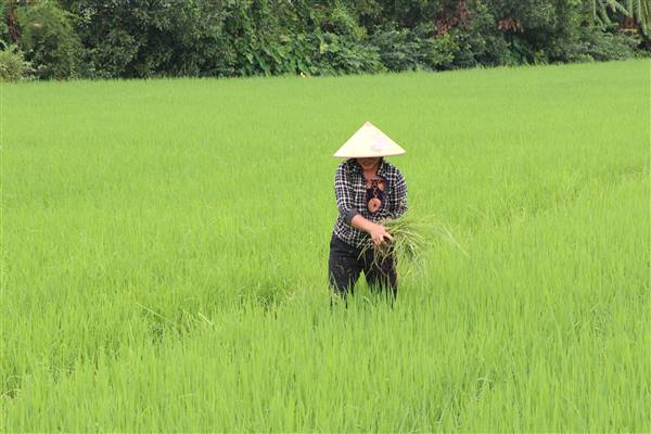 Nam Sách tăng cường chỉ đạo sản xuất vụ Đông Xuân 2025–2026