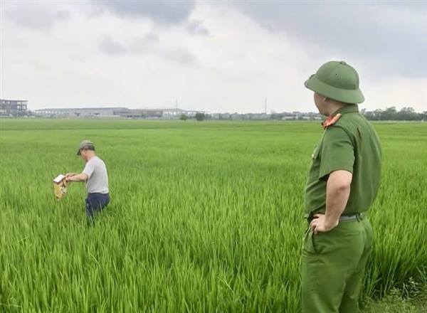 Nam Sách yêu cầu tháo dỡ toàn bộ dây điện bẫy chuột trên đồng ruộng