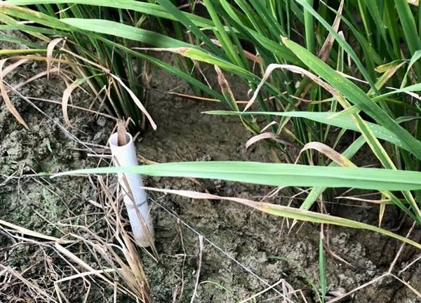 Nghiêm cấm sử dụng điện để bẫy, bắt, diệt chuột trong sản xuất nông nghiệp