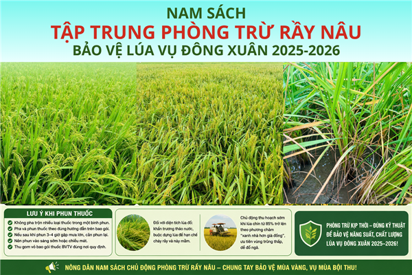 Tập trung phòng trừ rầy nâu bảo vệ lúa vụ Đông Xuân 2025–2026