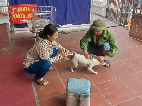 Nam Sách đã tiêm phòng dại cho trên 580 con chó, mèo