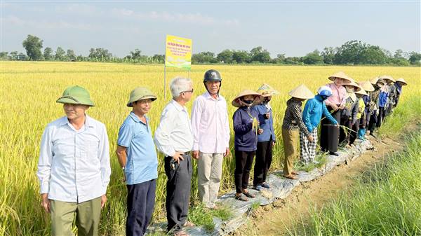 Trung tâm Dịch vụ sự nghiệp công xã Nam Sách đánh giá hiệu quả mô hình sản xuất lúa Q5