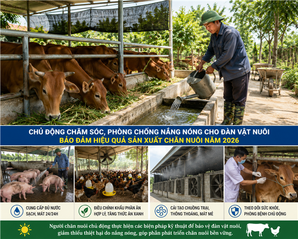 Các biện pháp chăm sóc, phòng chống nắng nóng cho đàn vật nuôi