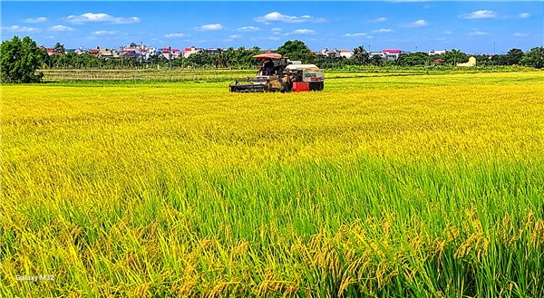 Nam Sách đẩy nhanh tiến độ thu hoạch lúa xuân, chuẩn bị sản xuất vụ mùa 2026