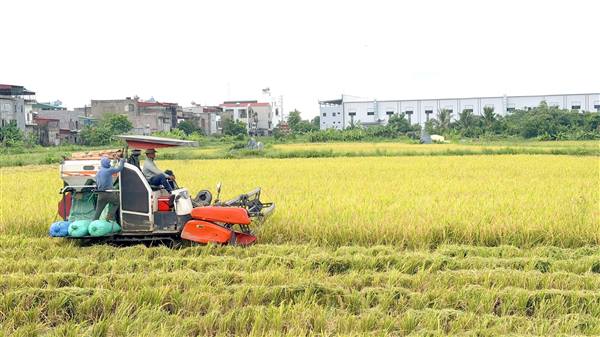 Hiệu quả từ mô hình “Sản xuất mô hình lúa chất lượng giảm phát thải, gắn liên kết tiêu thụ sản phẩm” ở xã Nam Sách
