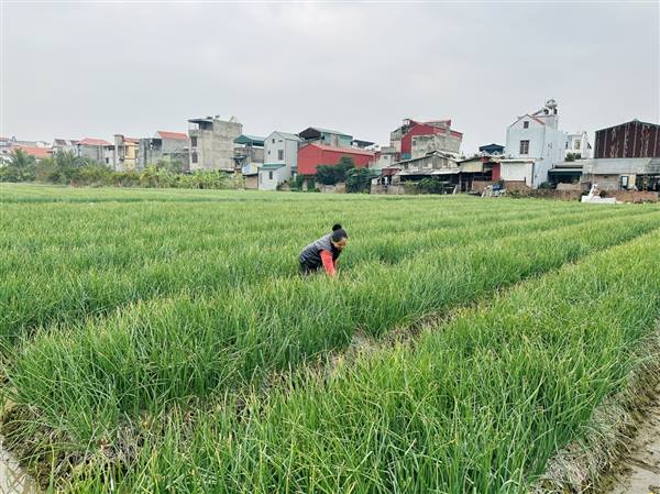 MỘT SỐ CÂU HỎI THƯỜNG GẶP VỀ MÃ SỐ VÙNG TRỒNG