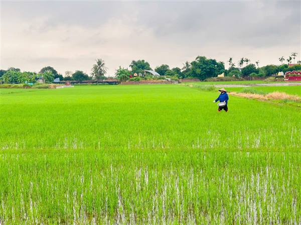 Tập trung chăm sóc và phòng trừ sâu bệnh cho lúa vụ Mùa năm 2026