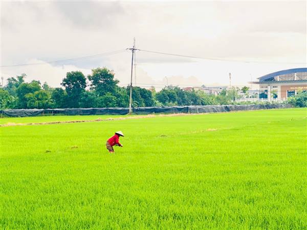 Khuyến cáo nông dân tập trung chăm sóc lúa sau cấy vụ mùa năm 2026