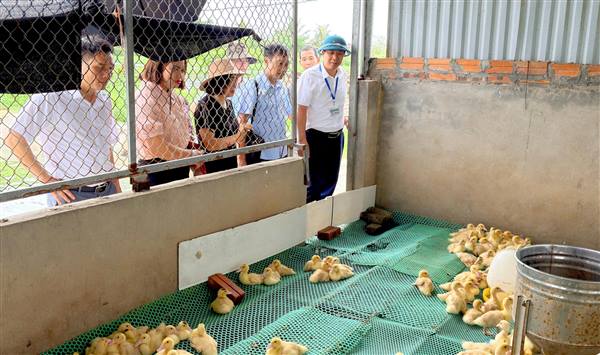 Lãnh đạo UBND xã kiểm tra mô hình chăn nuôi ngan Pháp theo tiêu chuẩn VietGAHP