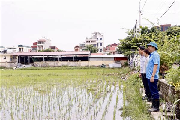 Lãnh đạo xã kiểm tra tình hình sản xuất tại các khu vực phục hóa ruộng bỏ hoang, chỉ đạo chăm sóc lúa mùa