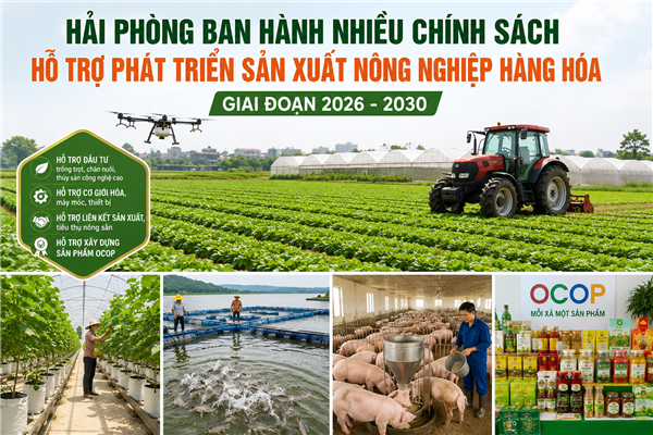 Hải Phòng ban hành nhiều chính sách hỗ trợ phát triển sản xuất nông nghiệp hàng hóa giai đoạn 2026 - 2030