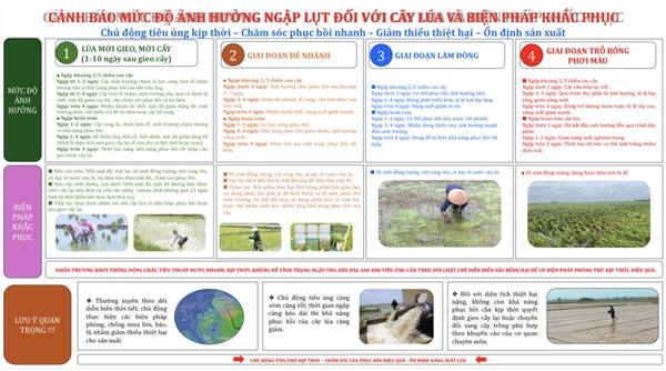 Chủ động khắc phục ảnh hưởng của ngập lụt đối với cây lúa