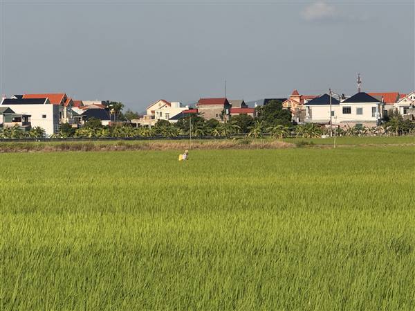 Chủ động phòng trừ sâu bệnh, bảo vệ lúa vụ Mùa 