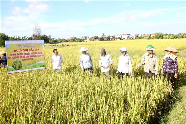 Tổng kết mô hình ứng dụng đồng bộ kỹ thuật canh tác lúa tiên tiến tại thôn Vạn Tải